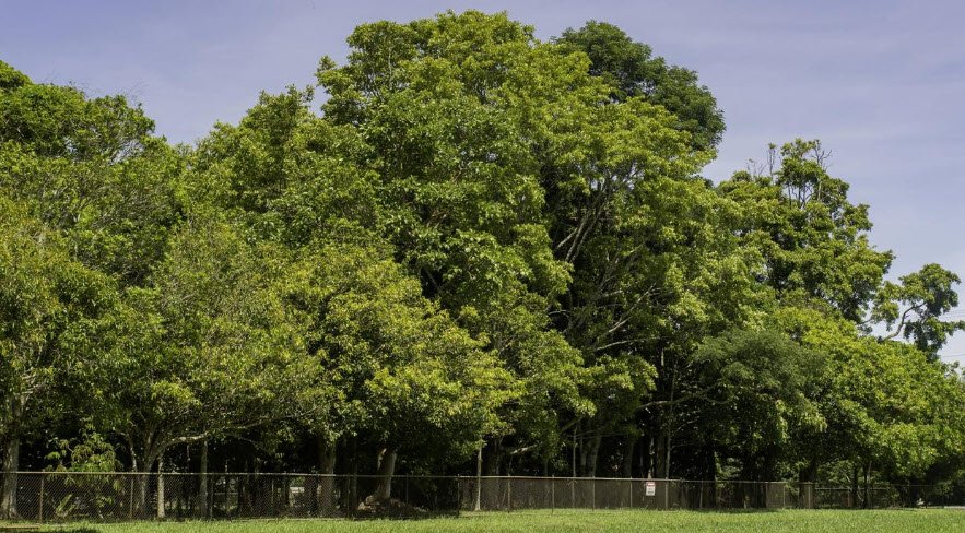 Atherton Arboretum , Australia